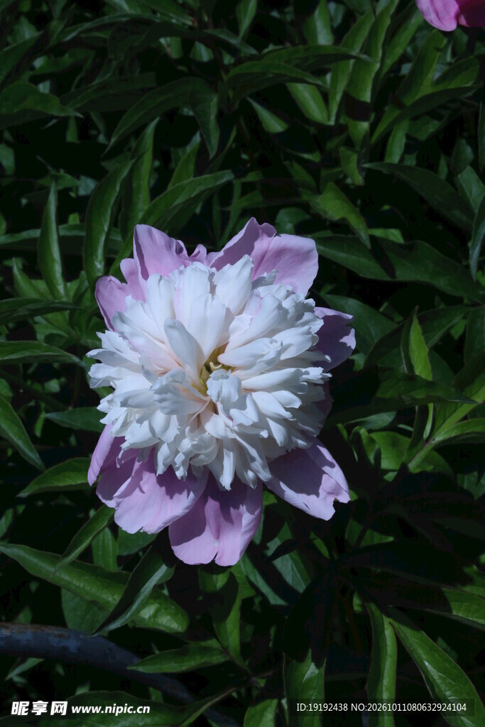 芍药花 