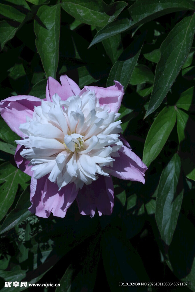 芍药花