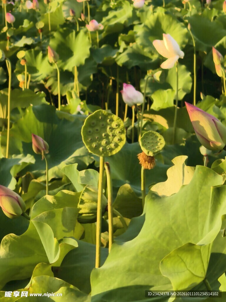 夏日荷塘风光