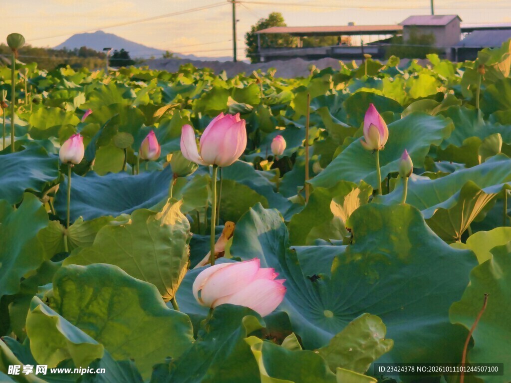 夏日郊野荷塘美景