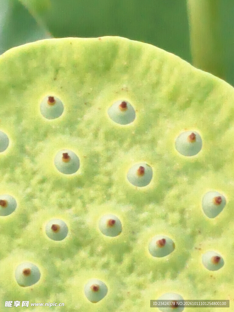 莲蓬特写