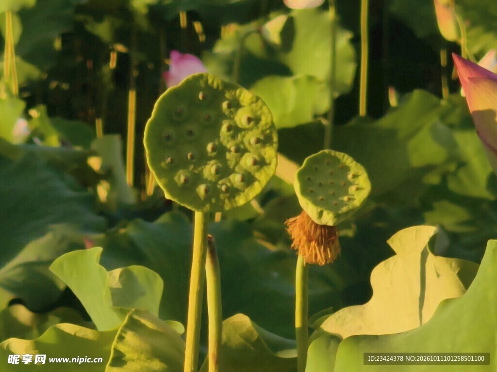 夏日荷塘莲蓬景致