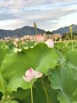 郊野荷塘夏日风光