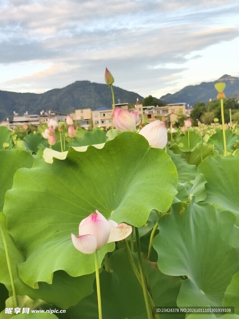 郊野荷塘夏日风光