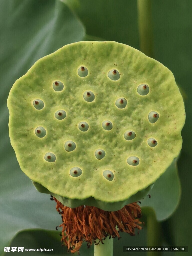 清新莲蓬特写