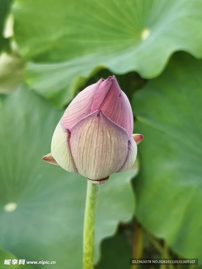 粉嫩荷花花苞