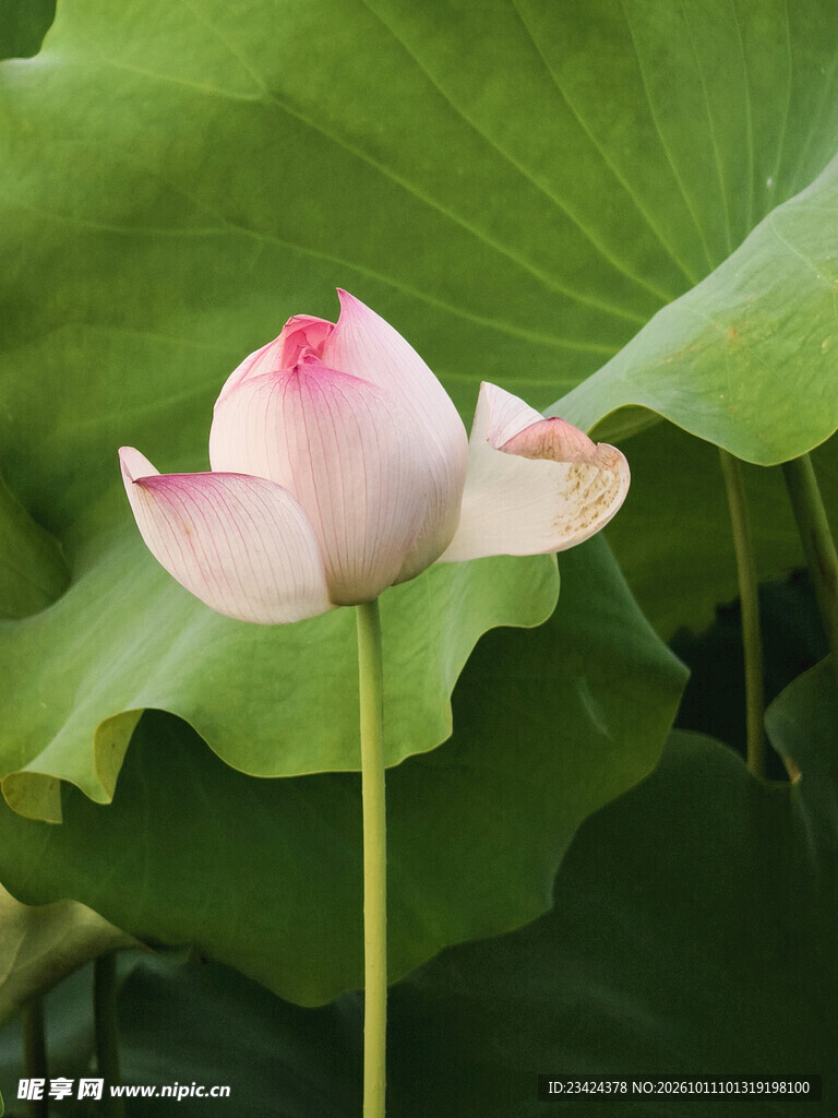 荷花花苞一朵