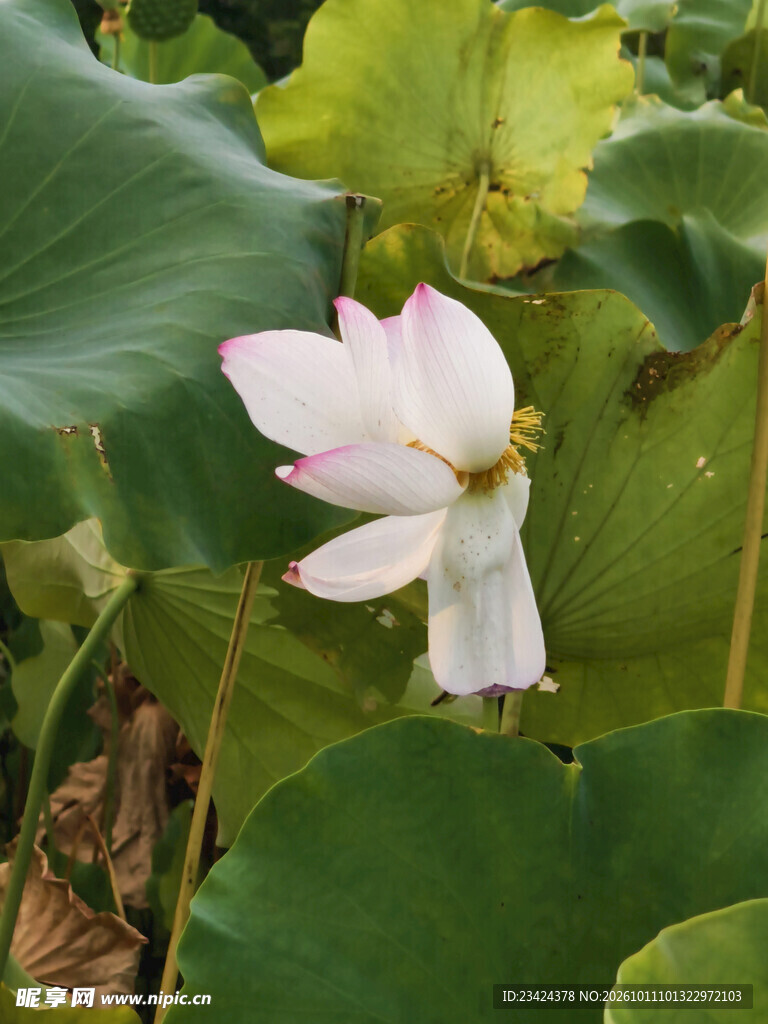 荷花