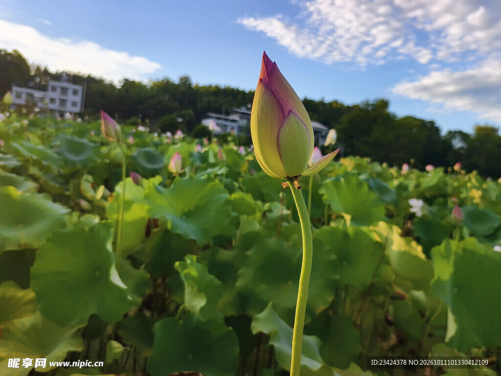 一枝荷花花苞