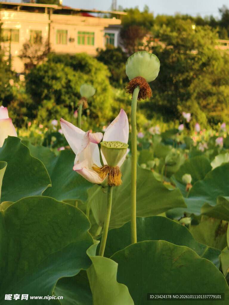 荷花莲蓬
