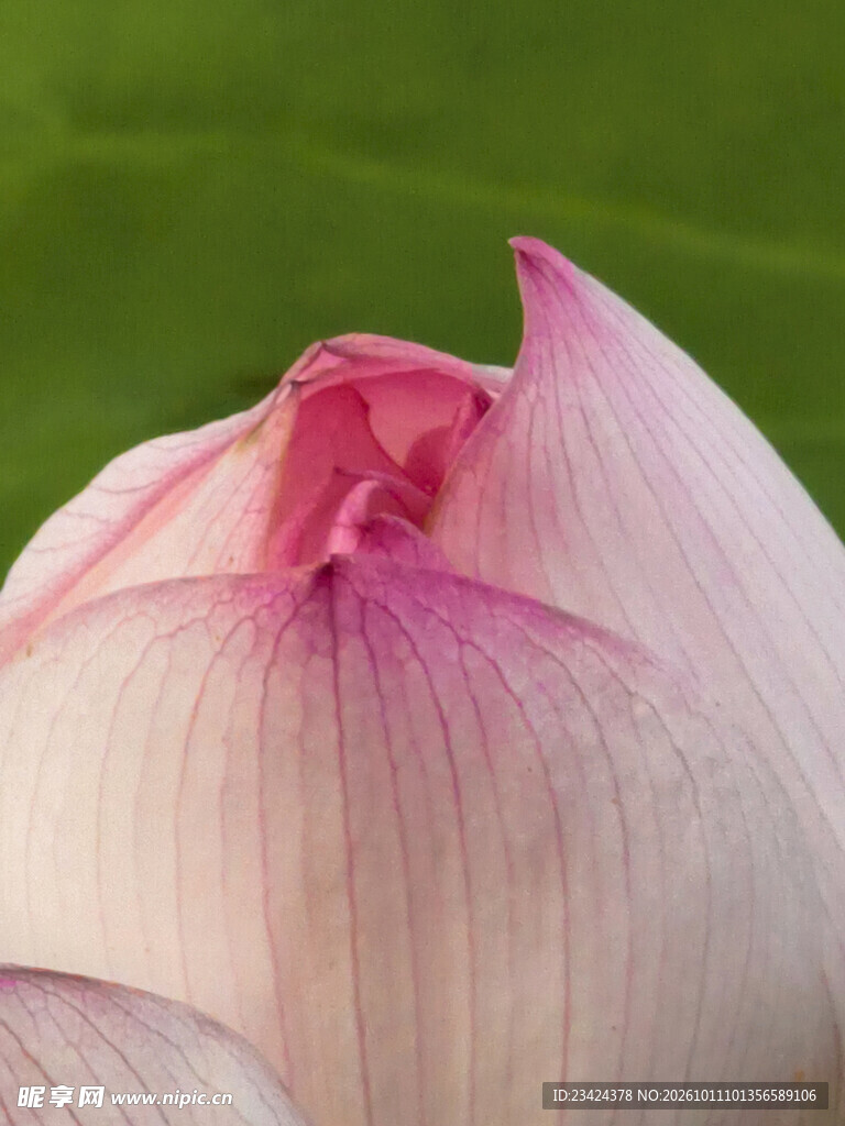 特写荷花花苞