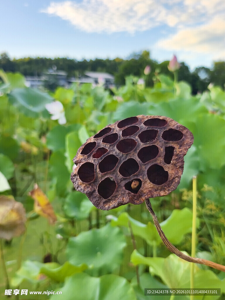 枯萎的莲蓬
