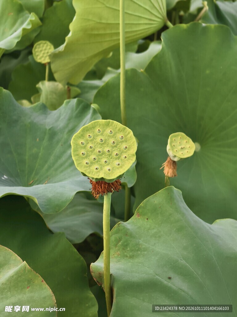 莲蓬
