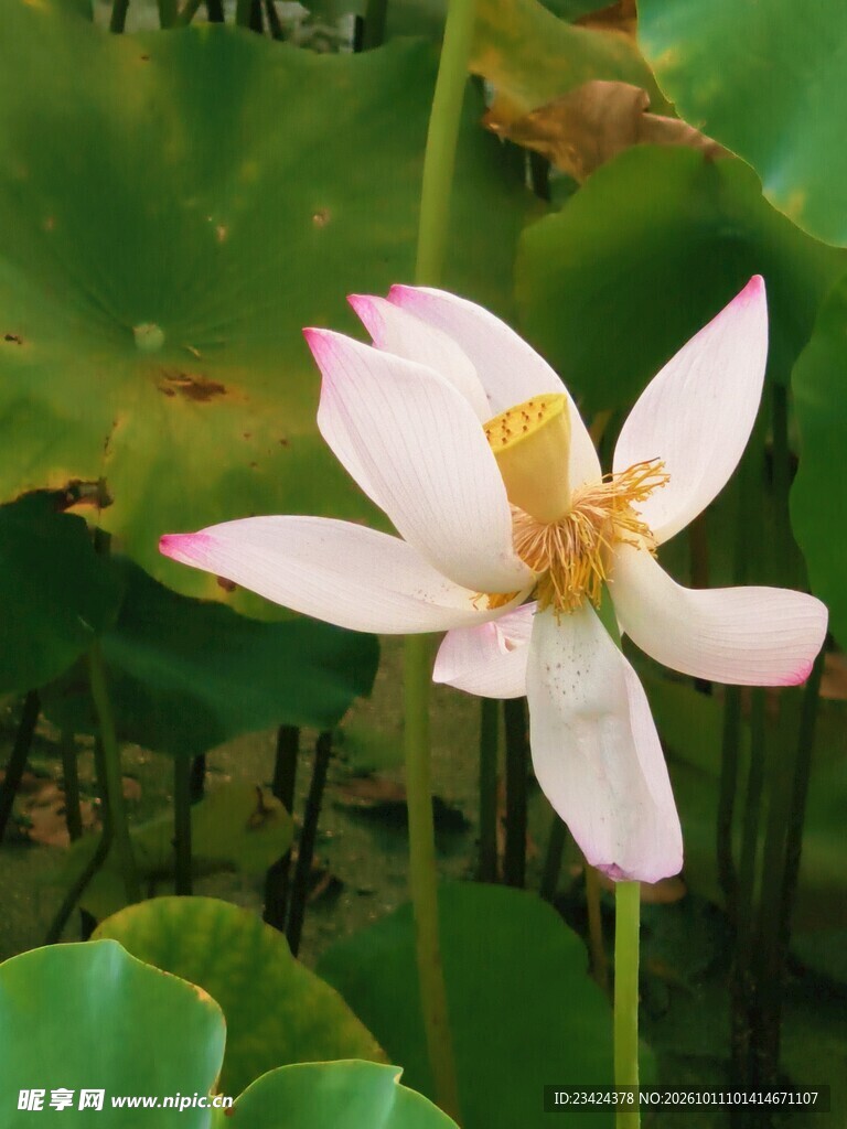 荷花