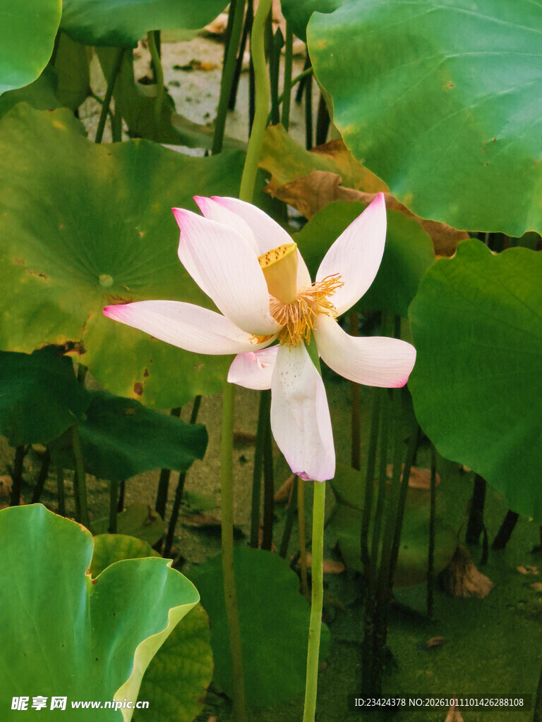 荷花