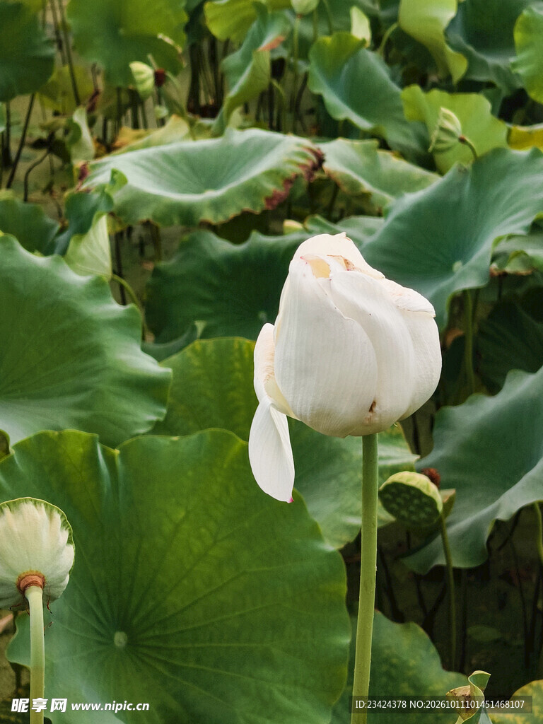 荷花