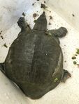 鲜活野生甲鱼