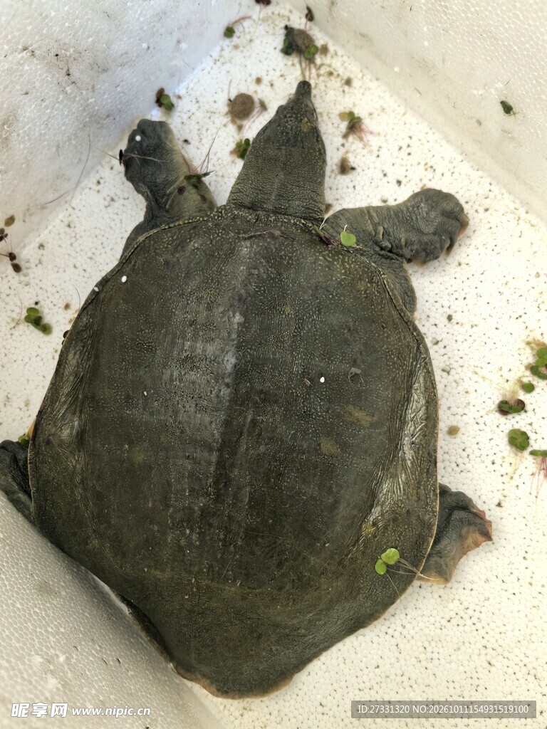 鲜活野生甲鱼