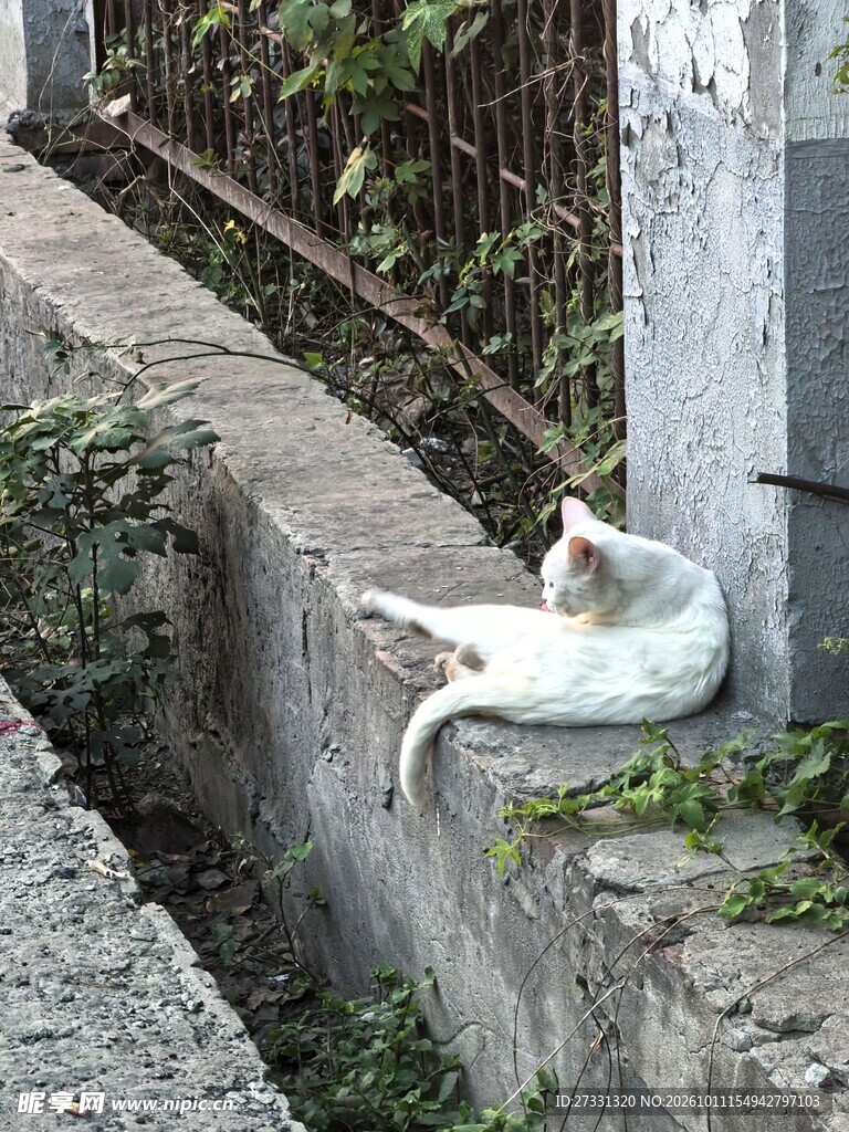 石沿上休憩的小白猫