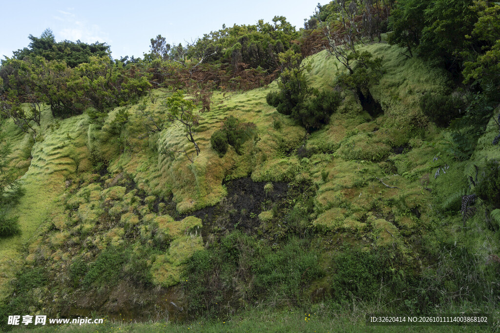 郊野山坡绿植风光