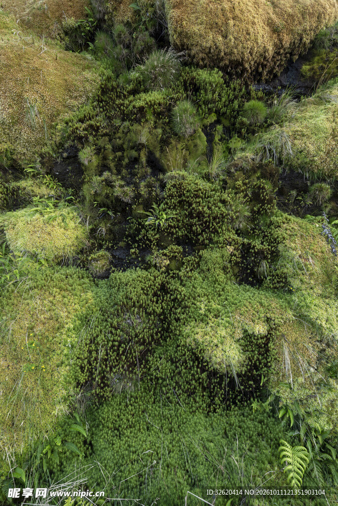 山林绿植自然景观