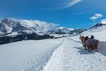 雪原雪山马拉雪橇风光