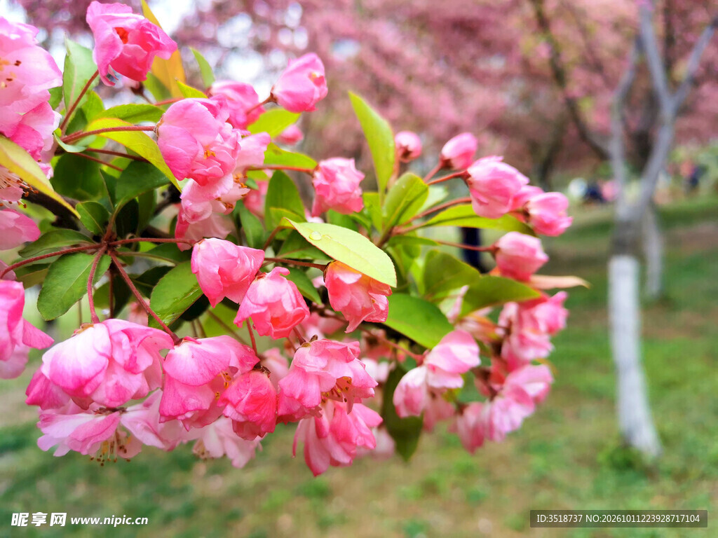 海棠花