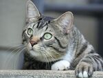 绿眼虎斑猫特写