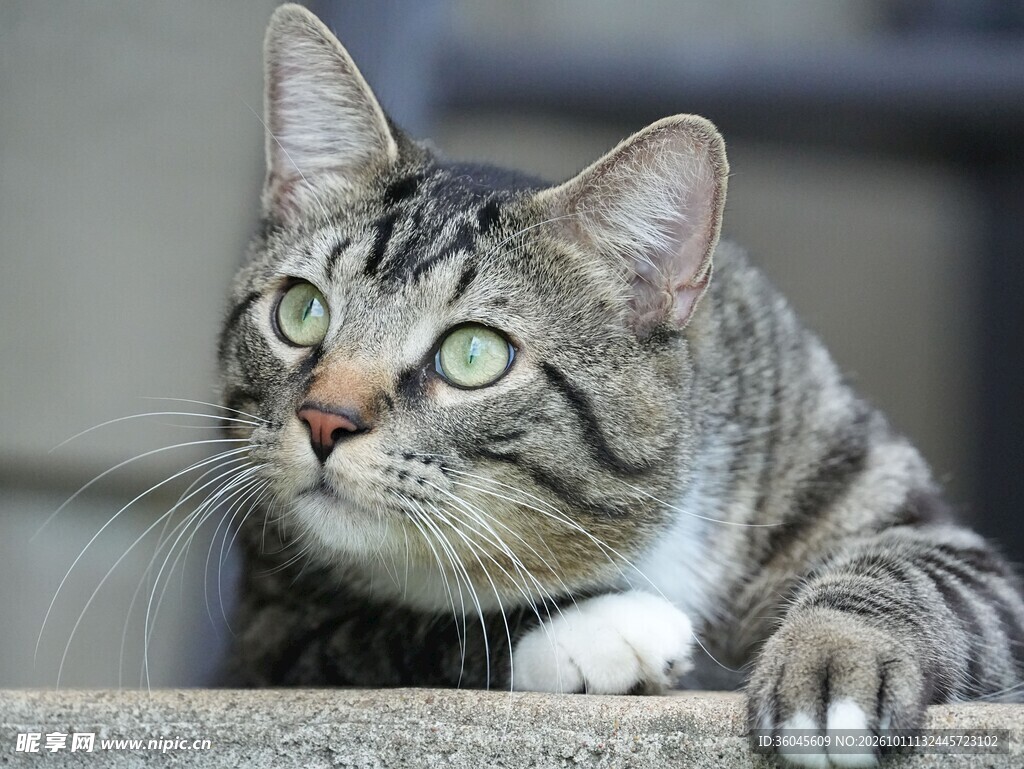 绿眼虎斑猫特写