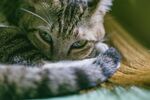 慵懒虎斑猫近景特写