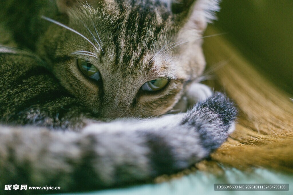 慵懒虎斑猫近景特写