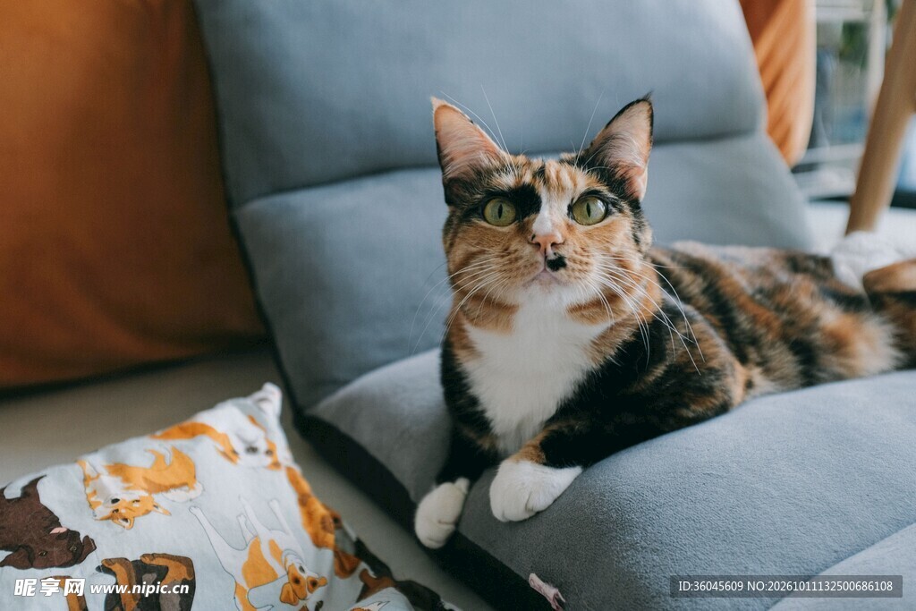 沙发上的可爱小猫咪