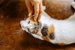 轻抚躺卧的小猫咪