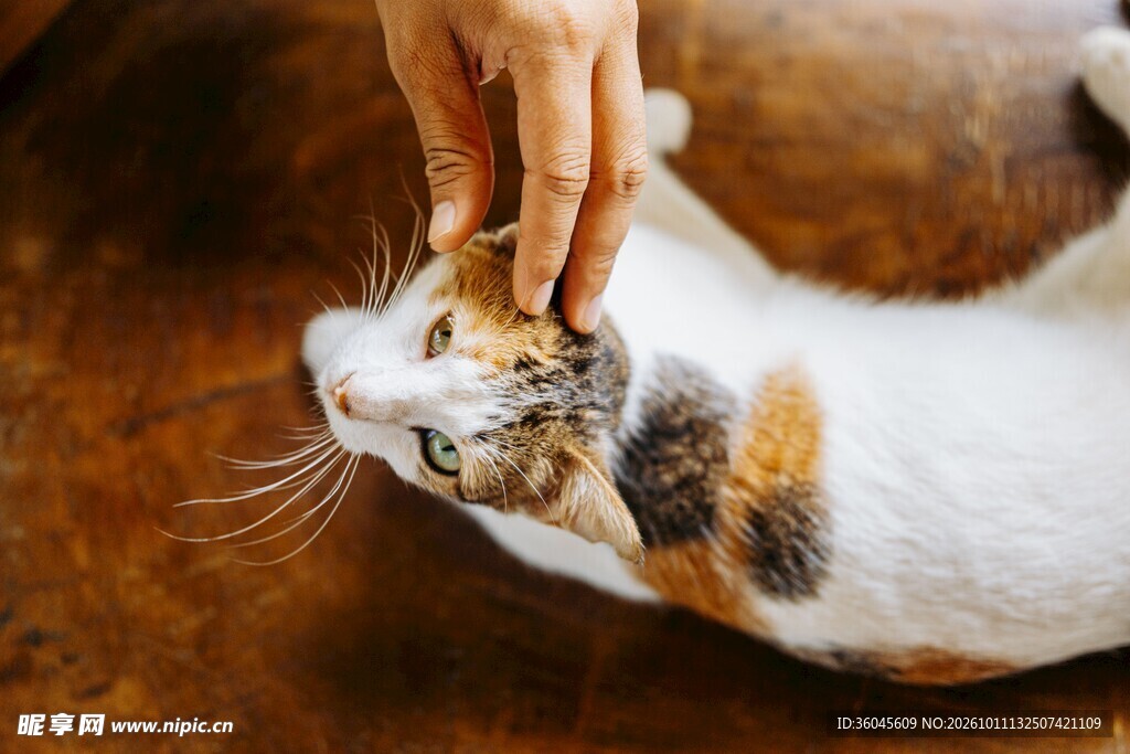 轻抚躺卧的小猫咪