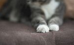 猫咪的可爱小爪子