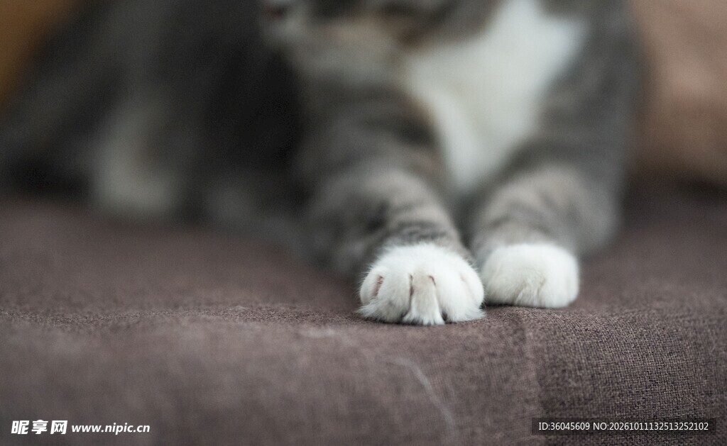 猫咪的可爱小爪子