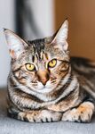 乖巧虎斑猫正面特写