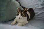 趴在床上的可爱猫咪