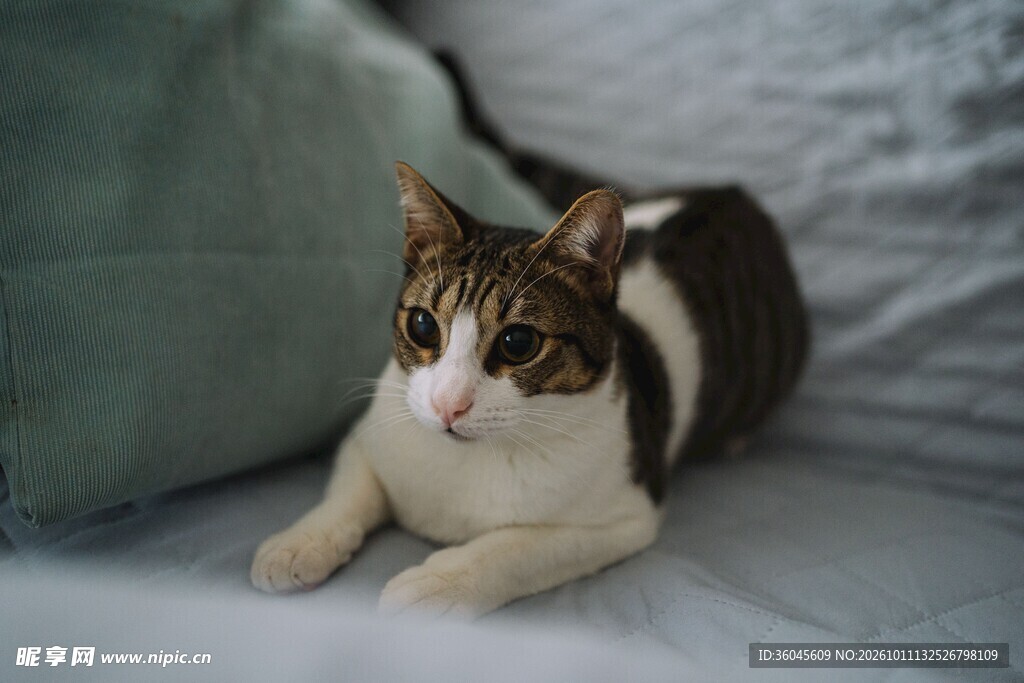趴在床上的可爱猫咪