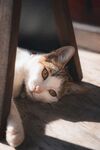 缝隙里探出头的小猫