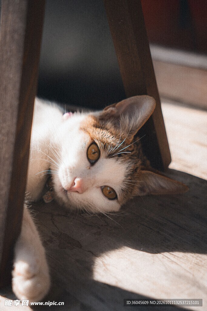 缝隙里探出头的小猫