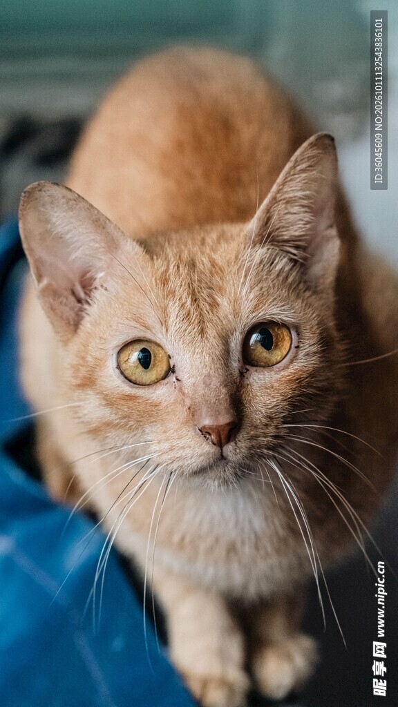 可爱橘猫正面特写