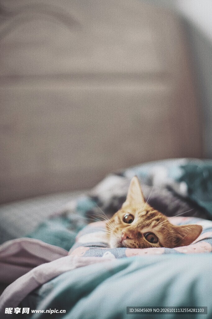 被窝里探出头的小猫