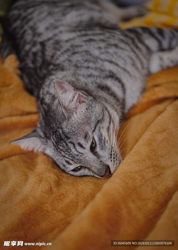 仰躺休憩的虎斑猫咪