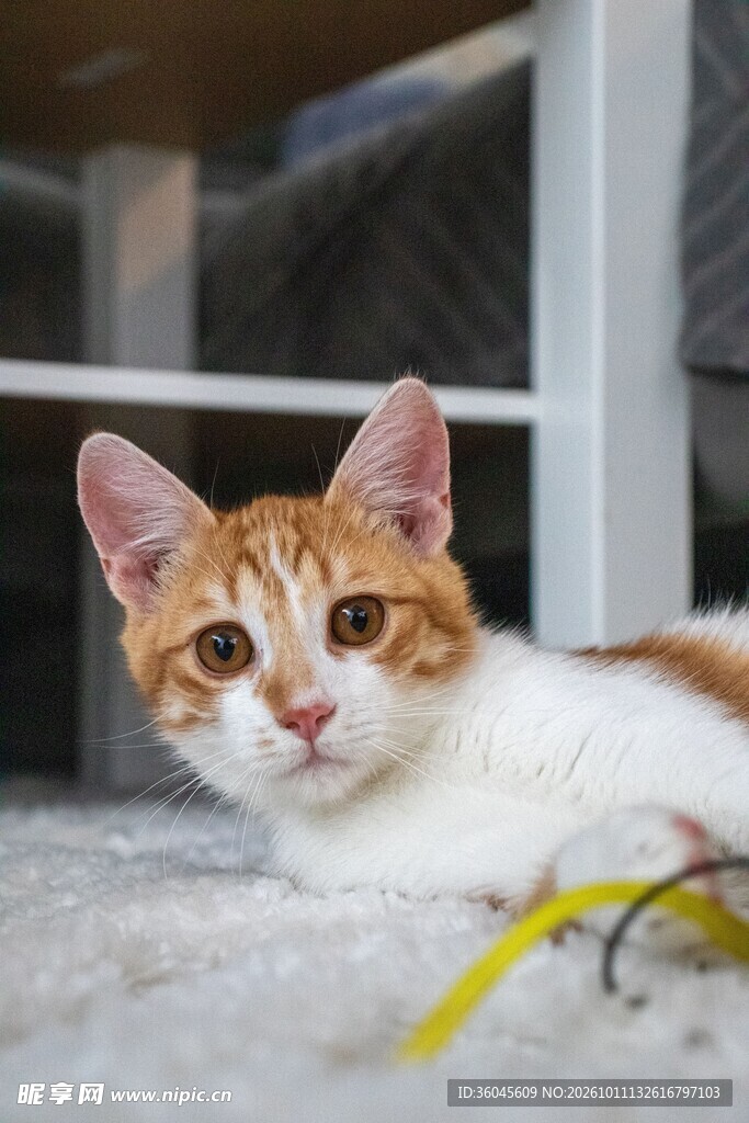 窗边的可爱橘白小猫