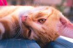慵懒仰躺的橘猫