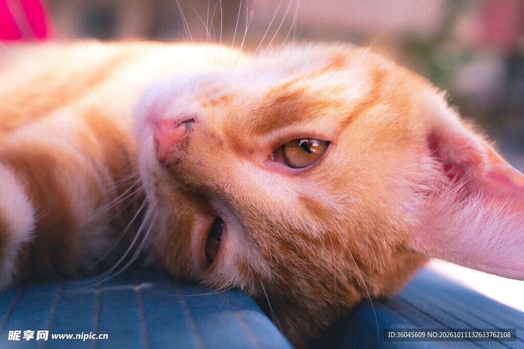 慵懒仰躺的橘猫