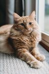 窗边休憩的橘猫