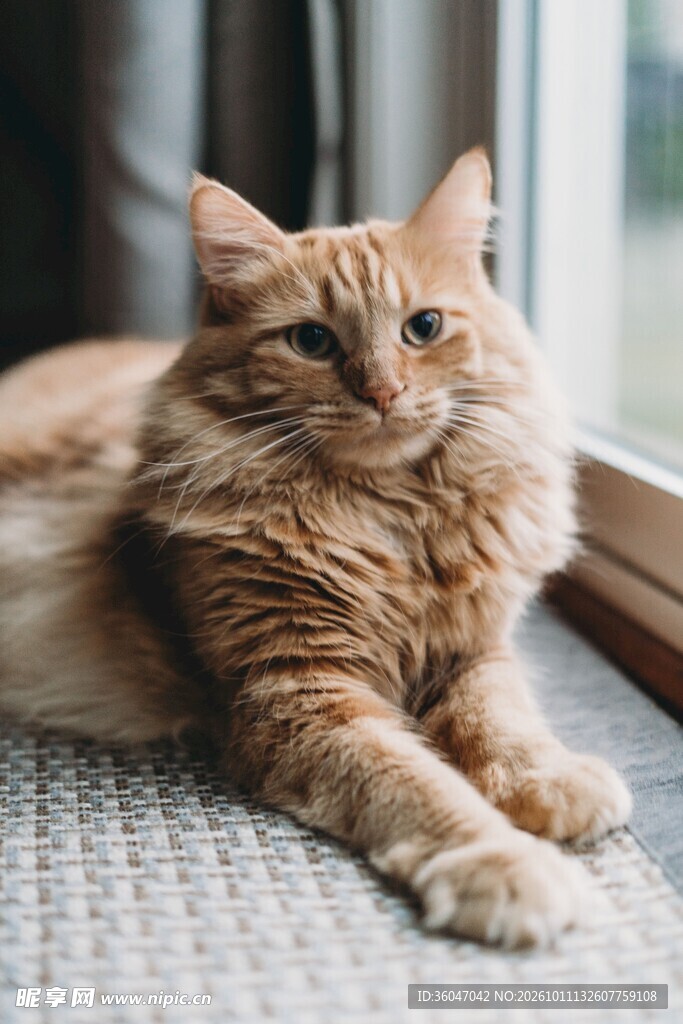 窗边休憩的橘猫