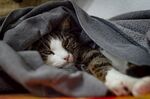 被窝里熟睡的小猫咪